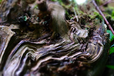 Close-up of tree stump