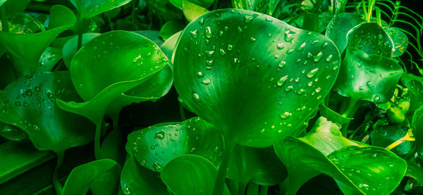 Full frame shot of water drops on plant