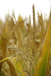 Close-up of corn in field