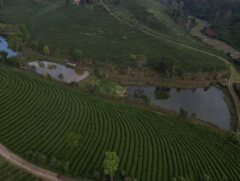agriculture