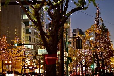 Illuminated buildings and trees in city at night