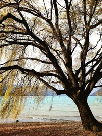 Tree by sea against sky