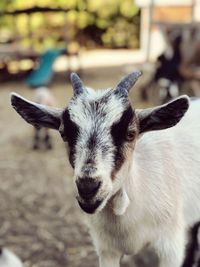 Close-up portrait of goat