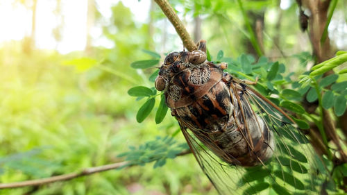 Close-up of insect on plant