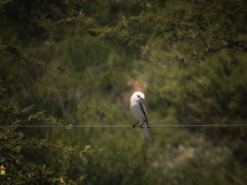 Bird perching on a tree