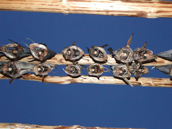 Low angle view of birds against blue sky