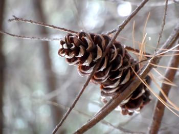 Close-up of plant against blurred background