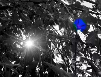 Low angle view of flowers against sky
