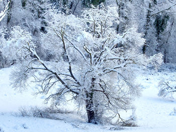 Snow covered trees on field during winter