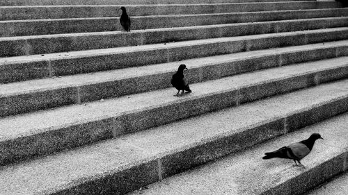 High angle view of pigeons on steps