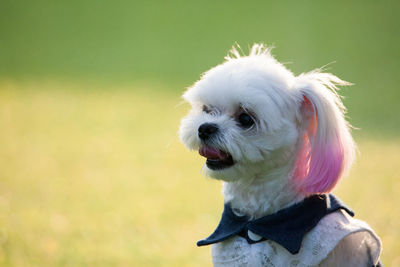 Close-up of a dog looking away
