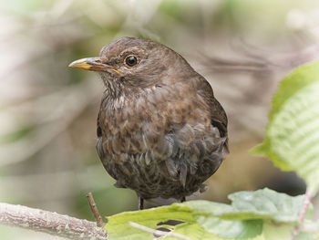 Close-up of a bird