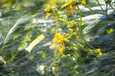 Close-up of yellow flowering plant