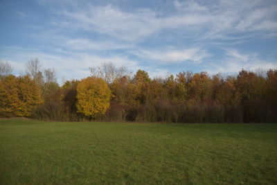 Scenic view of trees on field against sky