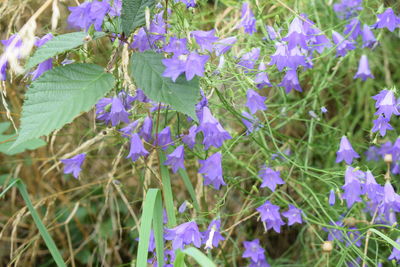 Close-up of purple flowers blooming outdoors