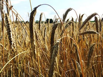 Close-up of wheat growing on field against sky