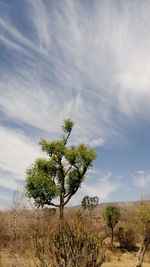 Trees growing on field against sky