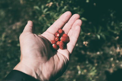 Close-up of hand holding strawberry