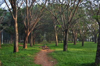 Bicycle parked amidst trees on dirt road