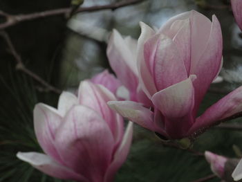 Close-up of pink lotus water lily