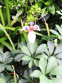 Close-up of flowers blooming outdoors