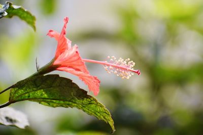 Close-up of red flowering plant