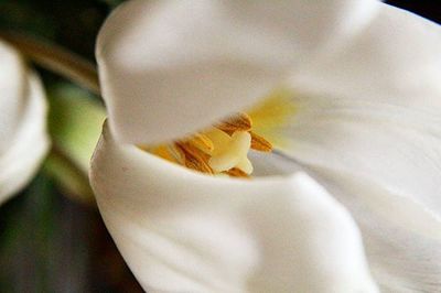 Close-up of white rose flower