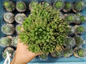 Close-up of hand holding succulent plant