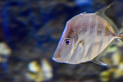 Close-up of fish swimming in sea