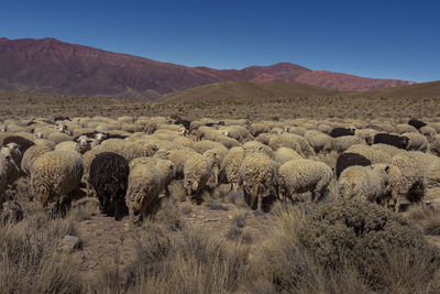 View of sheep on field against sky