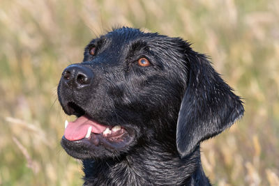 Head shot of a wet black labrador in a meadow