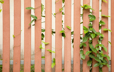 Full frame shot of bamboo plants