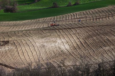 High angle view of crops on field