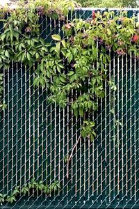 Ivy growing on chainlink fence