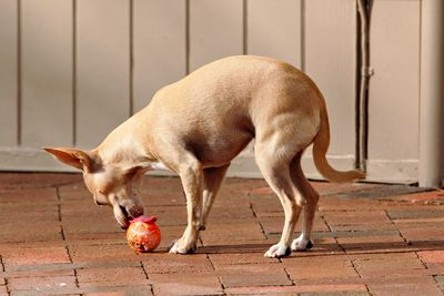 Playful chihuahua with ball on street