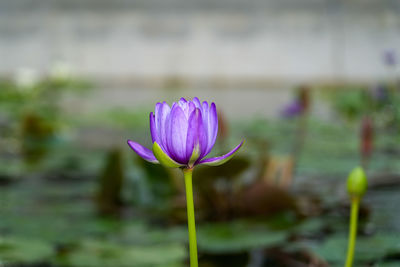 Close-up of purple water lily