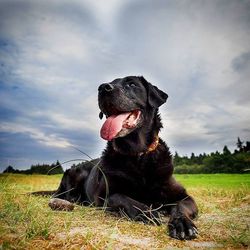 Dog sitting on field against cloudy sky