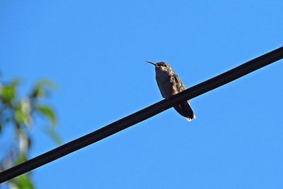 Low angle view of bird perching on wall