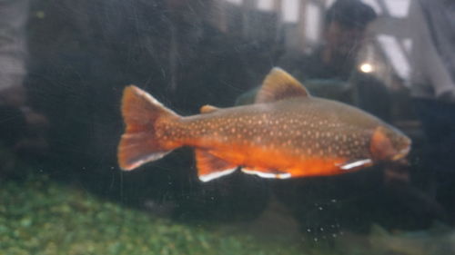 Close-up of fish swimming in water