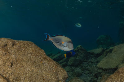 Fish swimming in sea