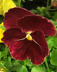 Close-up of red flowers