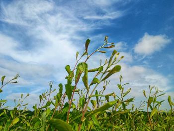Close-up of plant growing on field against sky