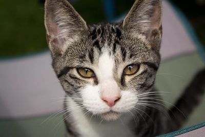 Close-up portrait of cat