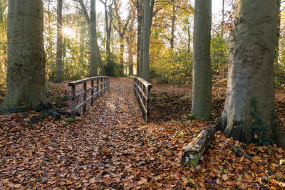 Sunlight falling on leaves in forest during autumn