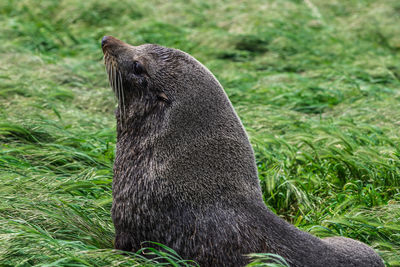 Close-up of seal on field