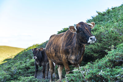 Horse standing in a field