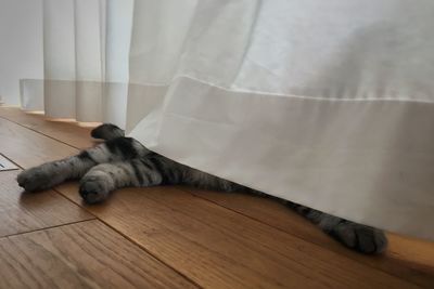 Cat sleeping on hardwood floor