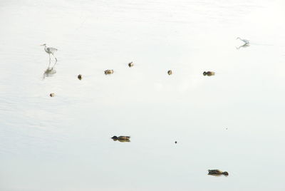 High angle view of birds swimming in lake