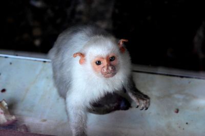 High angle portrait of cute baby