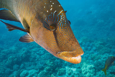 Cheilinus undulatus, maori wrasse humphead fish in australia